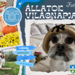 Állatok világnapja fotópályázat