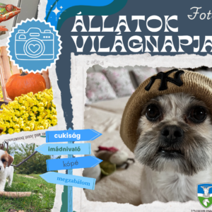 Állatok világnapja fotópályázat